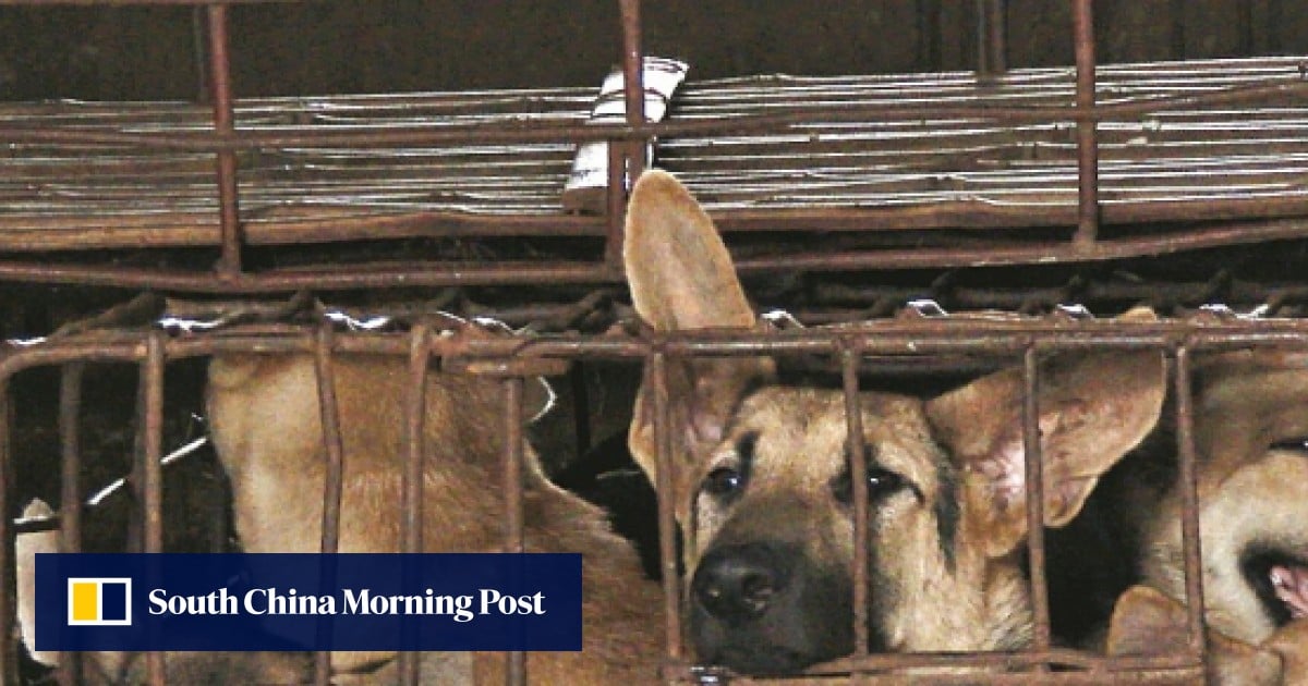 Asia S Booming Dog Meat Business And The Activists Seeking To End