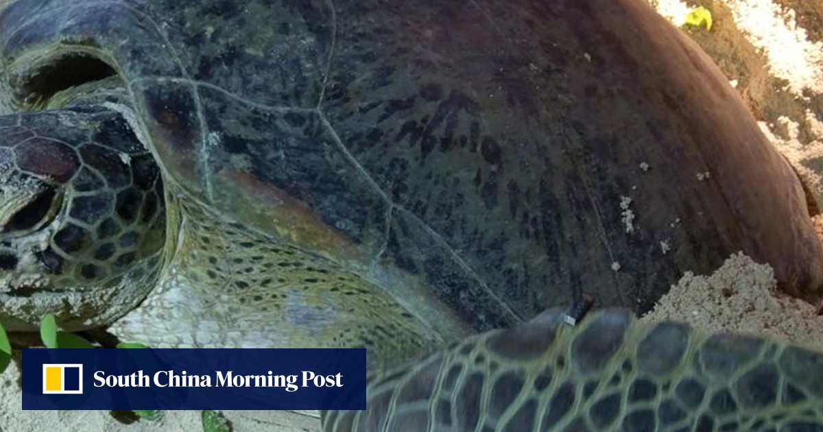 Actors and activists fight for endangered green sea turtles’ nesting