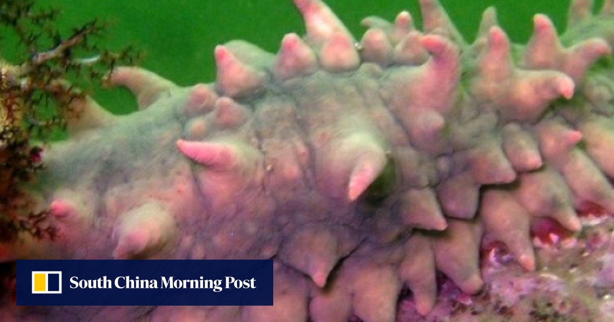 Chinese sea cucumber farmers count cost of deadly heatwave but for