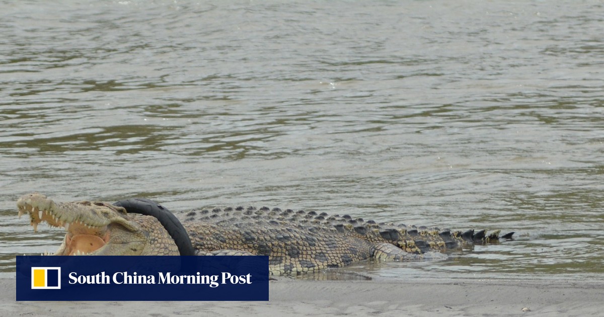 Deaths of Indonesia’s 300 crocodiles in mob rampage must not go