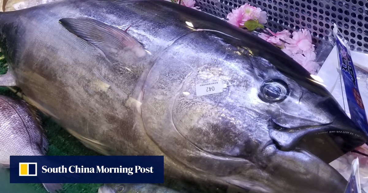 Sale of bluefin tuna that’s critically endangered at Hong Kong expo