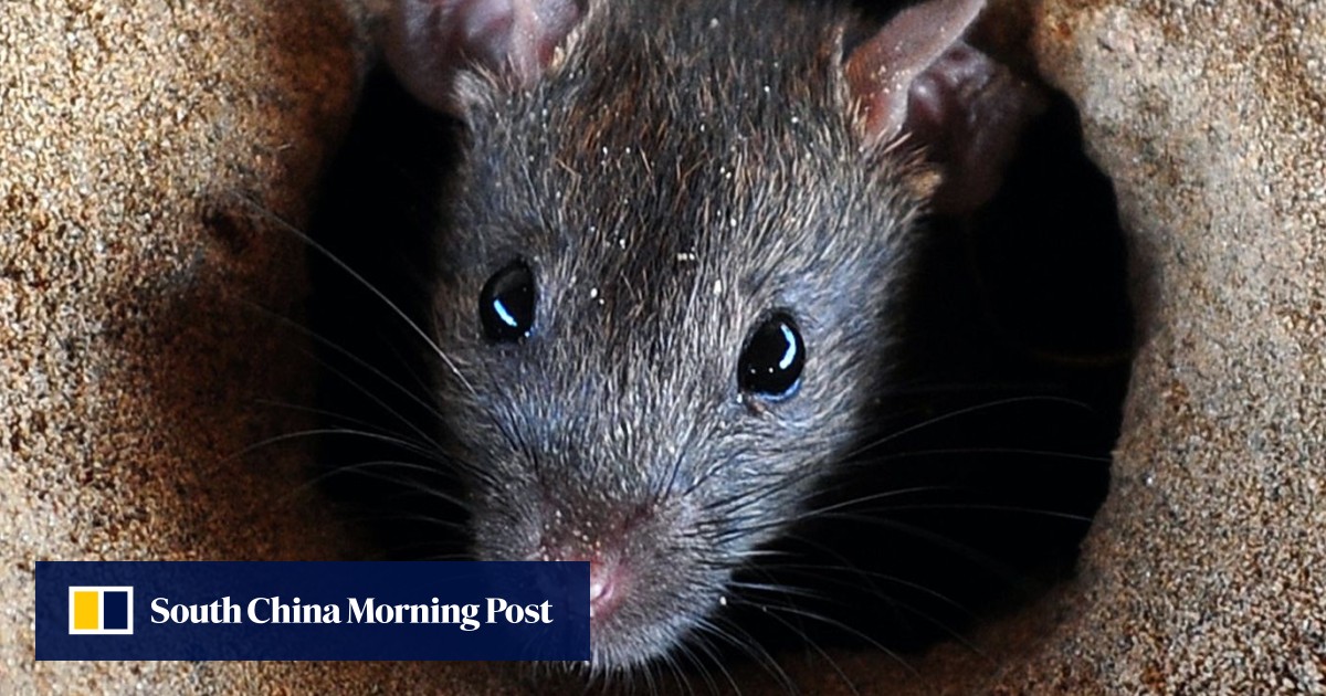 Asia In 3 Minutes Killer Rat Fever And High flying Women In India South China Morning Post