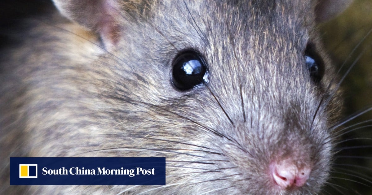 Rat Hepatitis E A ‘wake Up Call For Hong Kong To Shape Up On Public Hygiene After Man 56