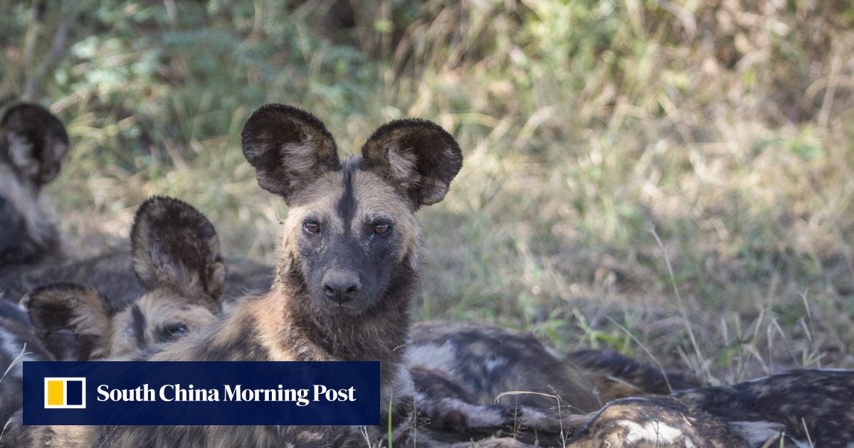 Why this Zambia game park is different African wild dog packs, scarce