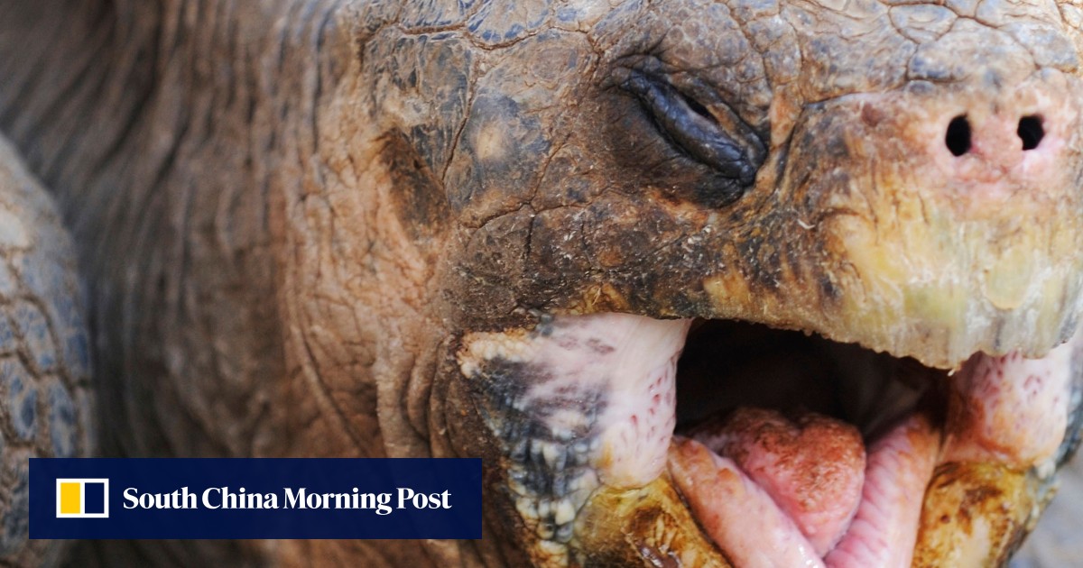 Scared of turtles? Petrified of pigeons? How phobias happen, and what