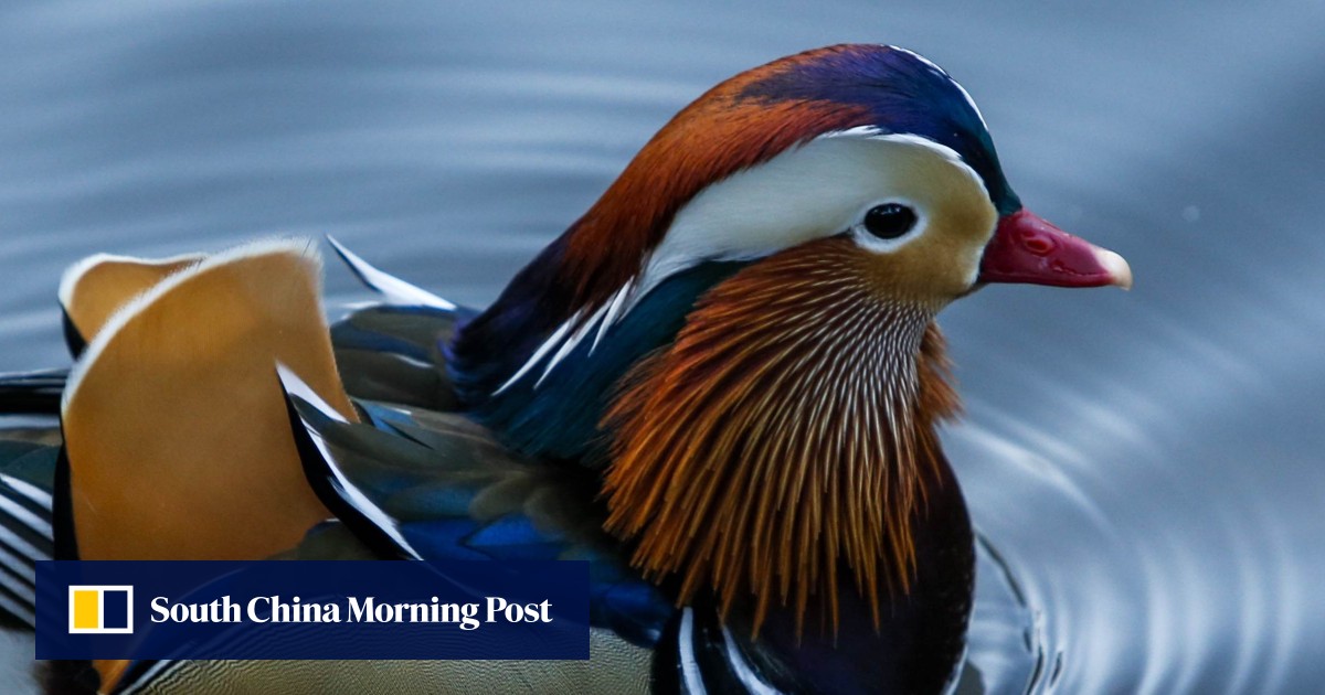 How a Mandarin duck enraptured New York City South China Morning Post