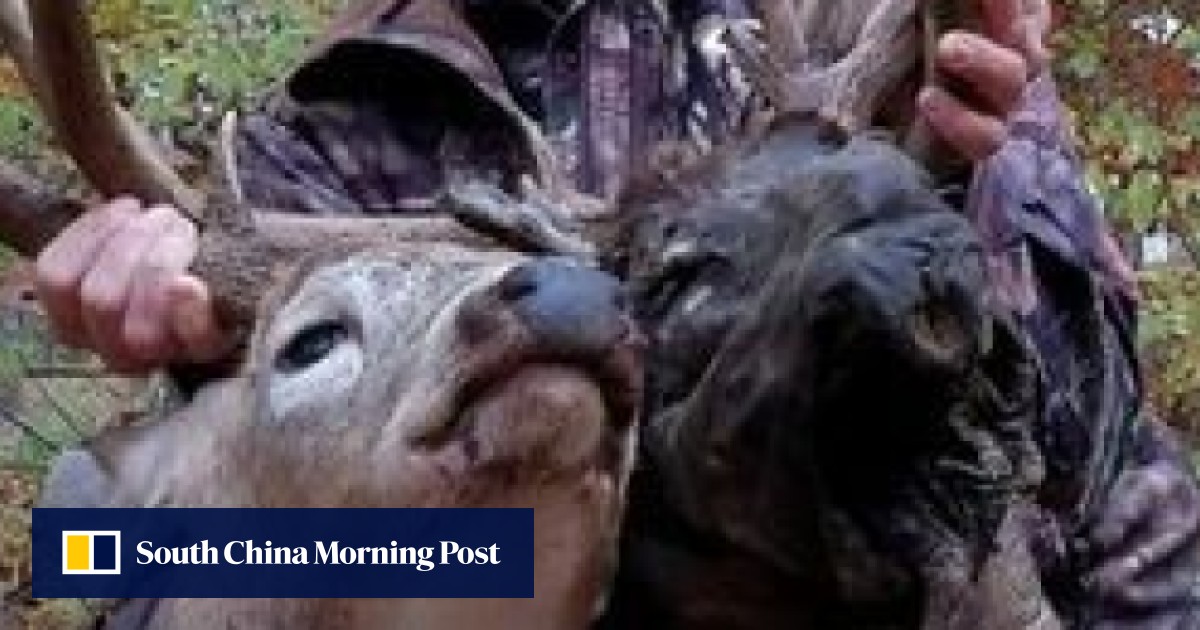 Hunter shoots deer with two heads. One was already dead | South China