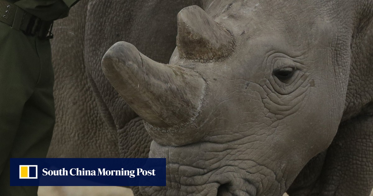 China Guardian ends rhino horn sales fourth auction house to bring in