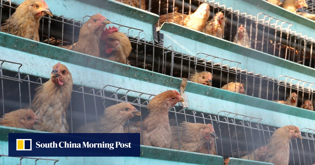 Food safety and public health in Hong Kong would benefit from the