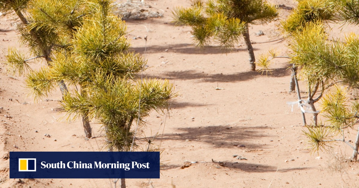 China S Green Great Wall Is On The Front Line Of Its Fight