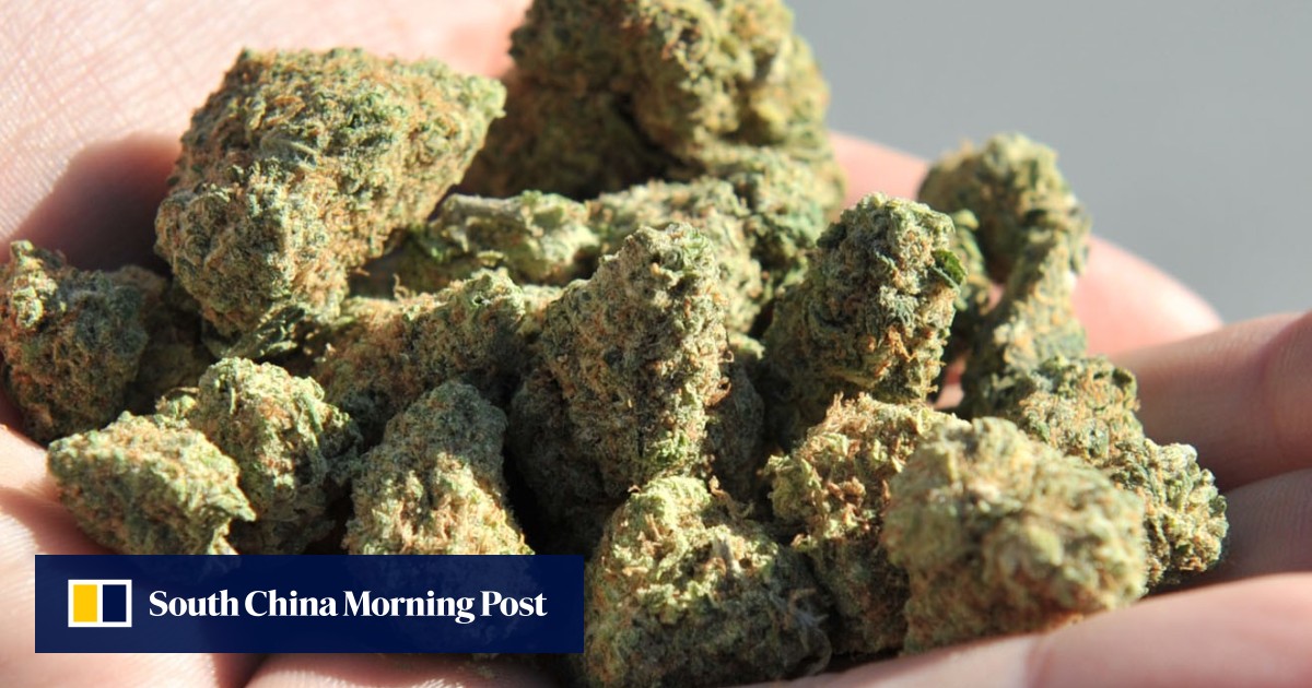 New Zealand to vote on legalising marijuana in ‘reeferendum’ scheduled