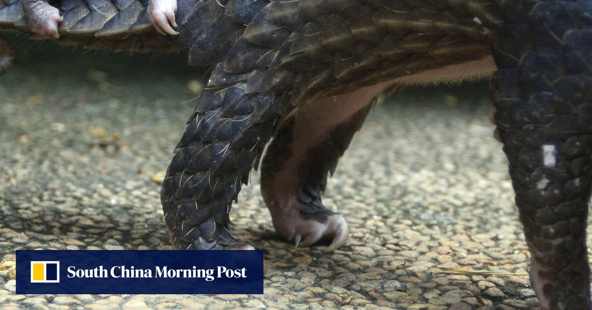 China has laws to stop pangolin trafficking – but what happens to the