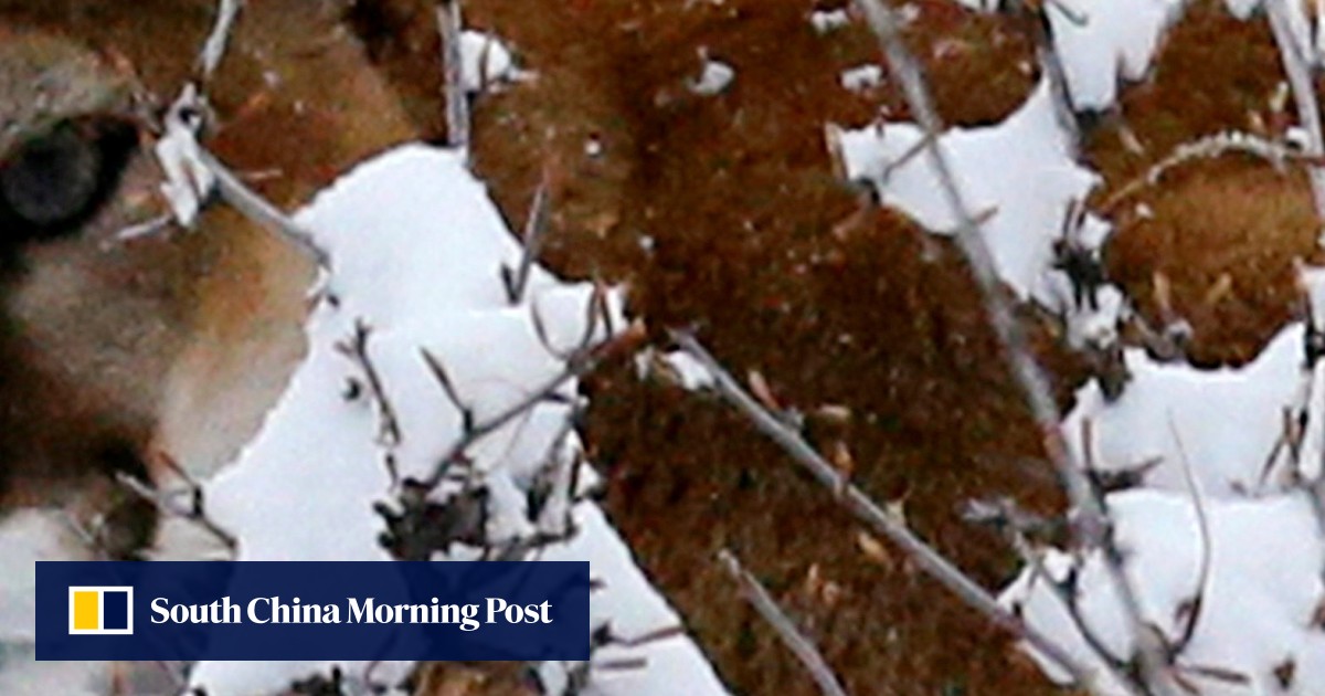 Colorado jogger strangles mountain lion to death with bare hands after