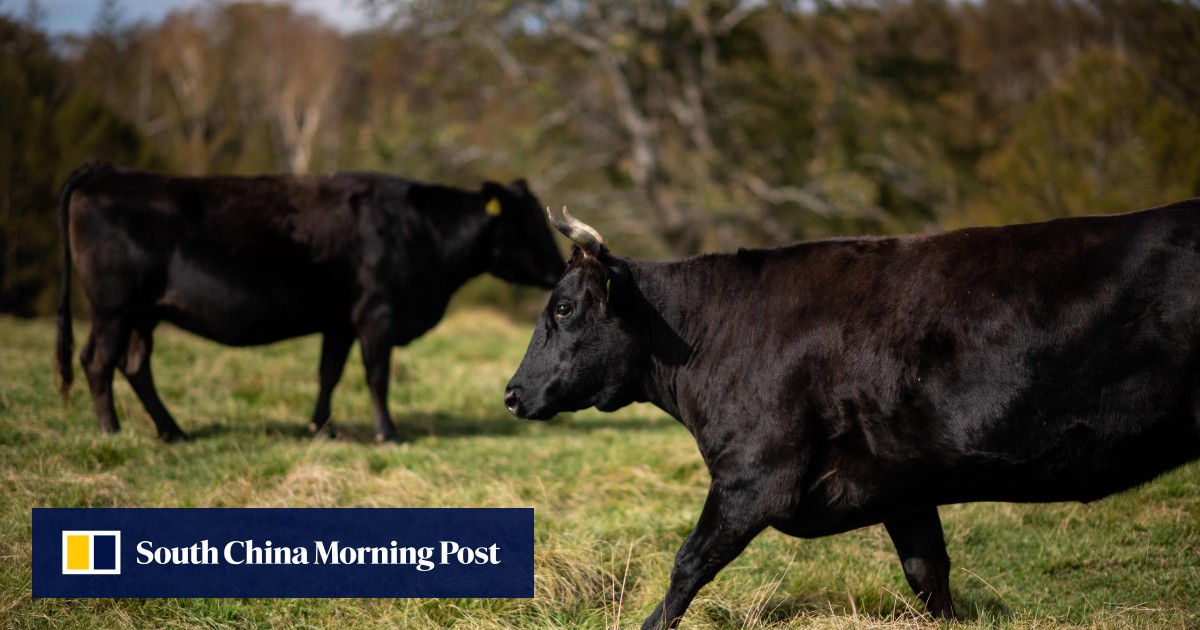 Wagyu Cattle Farmer Probed Over Sale Of Sperm To Smuggler