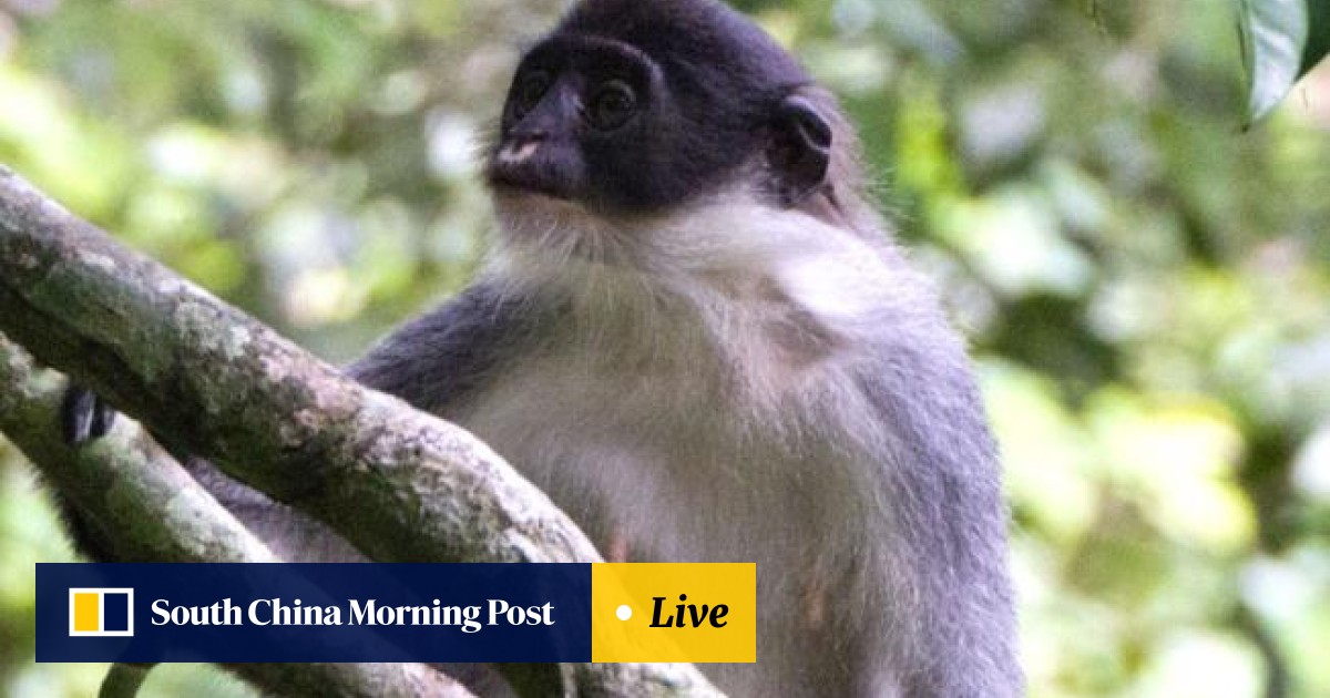 New Delhi Abandons Its Langur Monkey Protection Squad South
