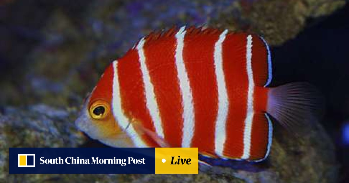 peppermint angelfish for sale