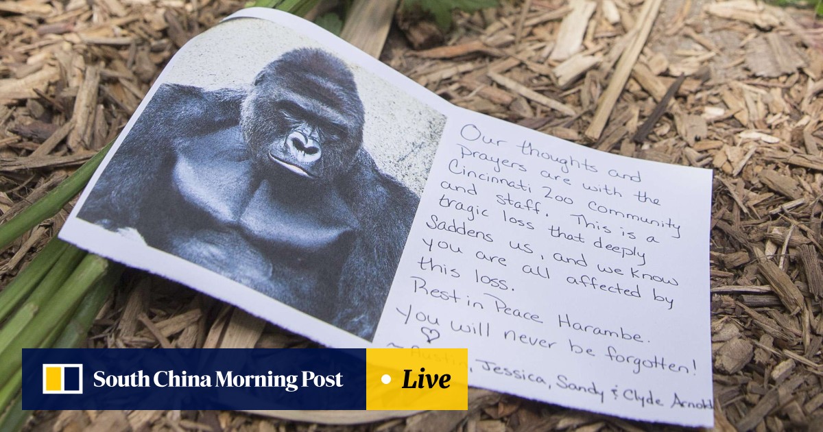 Blame The Ugly Tradition Of Zoos For Harambe The Gorilla S Killing South China Morning Post