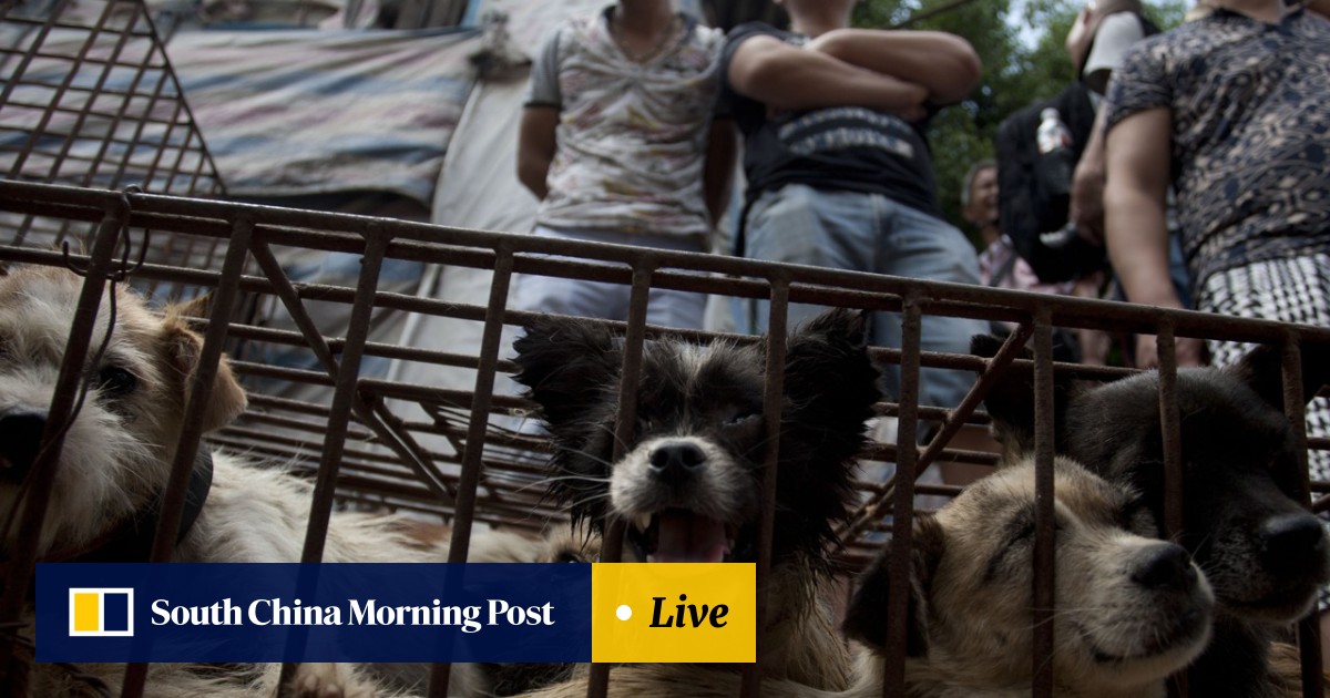 Eating Dog Meat In China Might Only Be An Annual Affair But Why