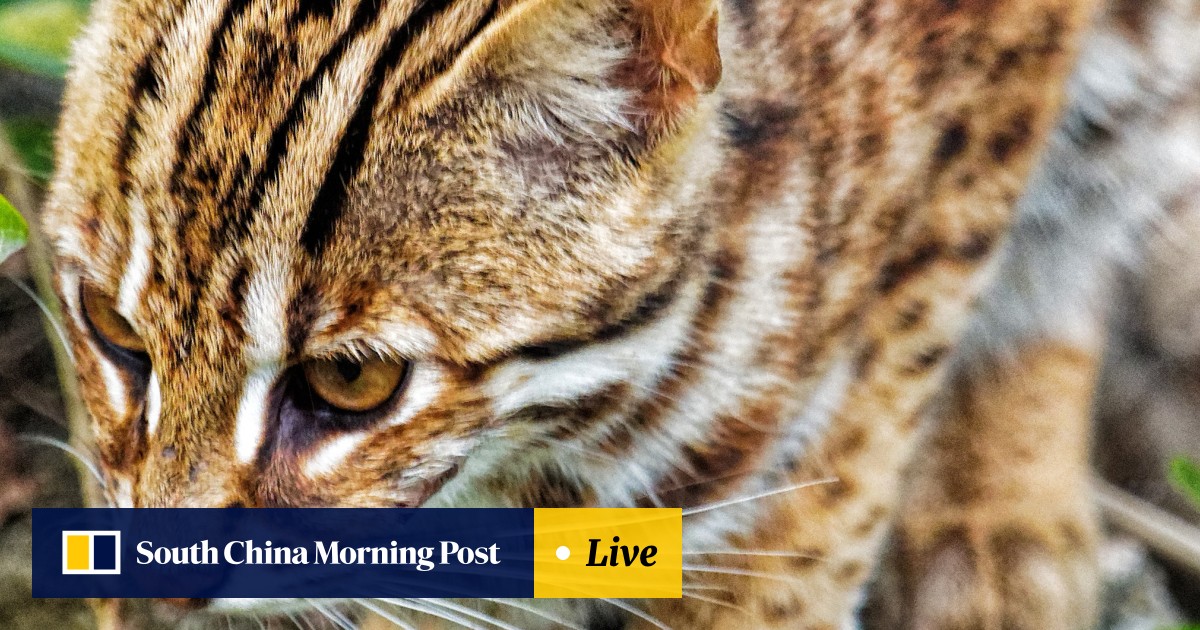 Wild Boar Civet Cats Barking Deer Hong Kong Wild Animals And