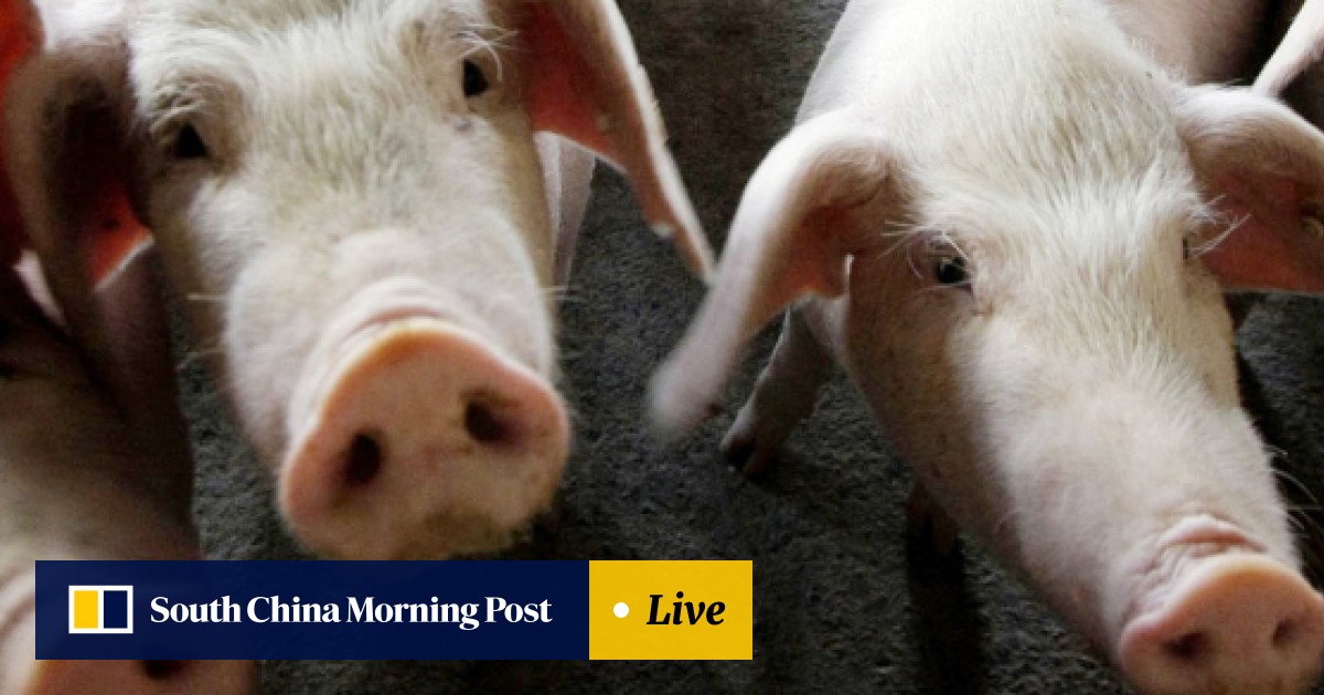 African Swine Flu Threatens Chinas Long And Storied Love - 
