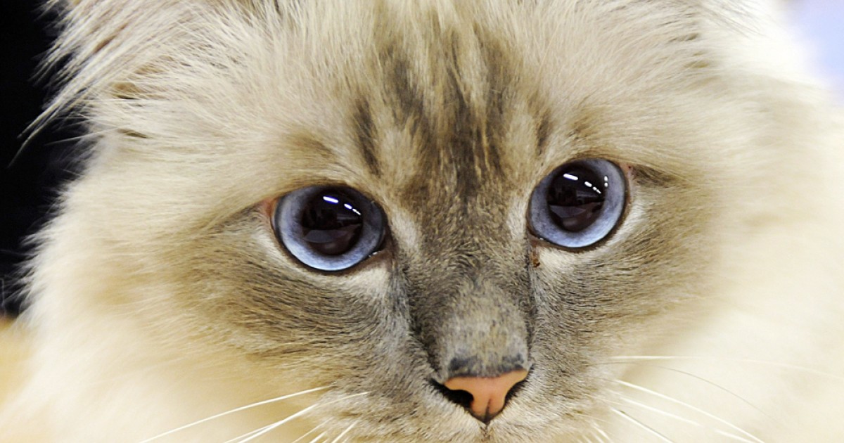 What Does Cat Meat Taste Like