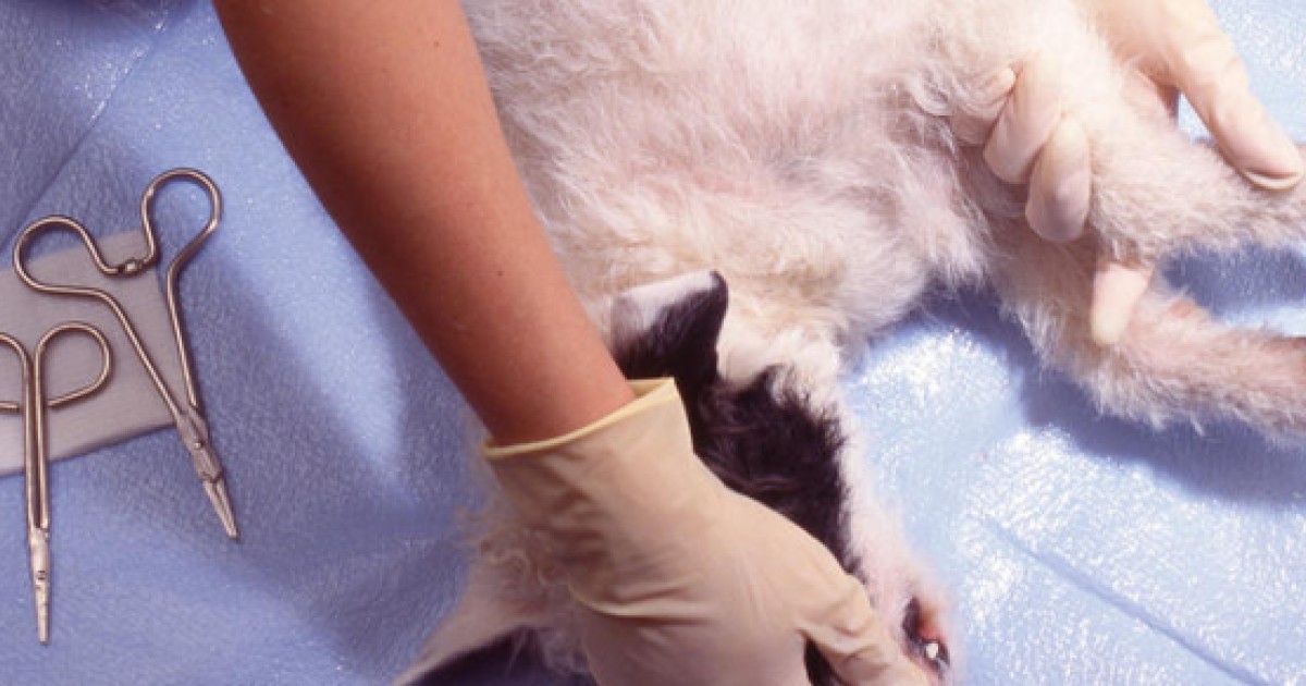 Seven Tips To Help Pets Recover From Desexing South China