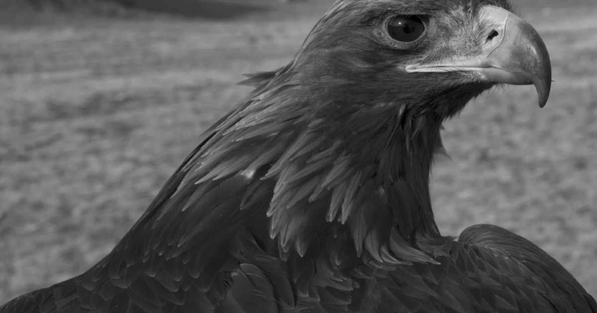 Photographer Palani Mohan On Capturing The Last Kazakh Eagle