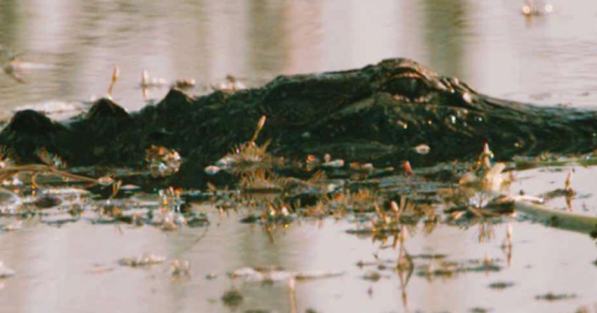 A Gruesome History Of Florida S Gator Infested Everglades South China Morning Post