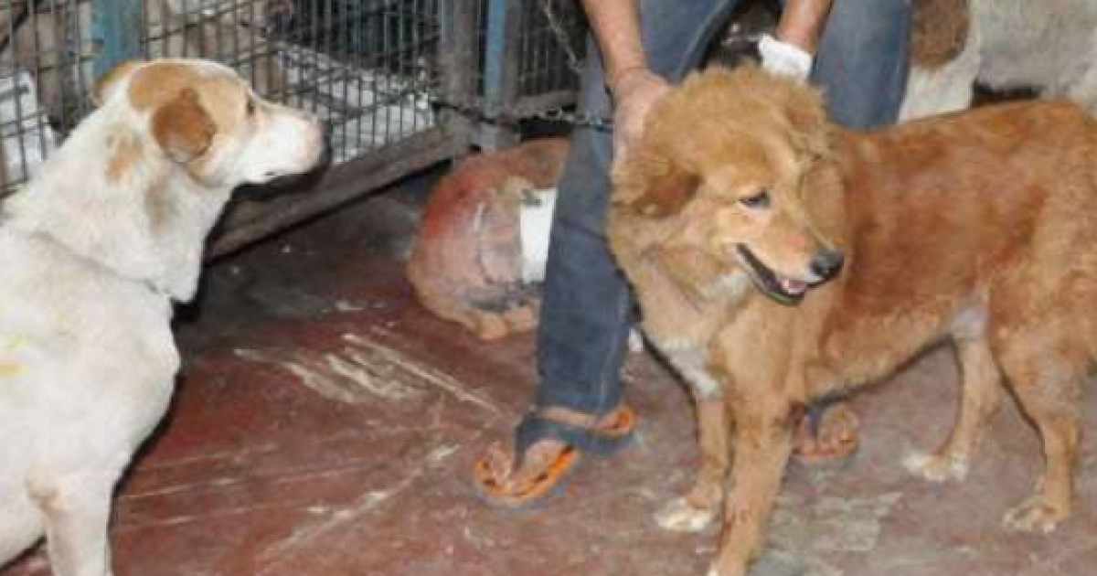 Cruelty Against Stray Animals On The Rise In India Amid Lack Of Effective Laws South China Morning Post The huge amount of savings this will mean for the charity. cruelty against stray animals on the