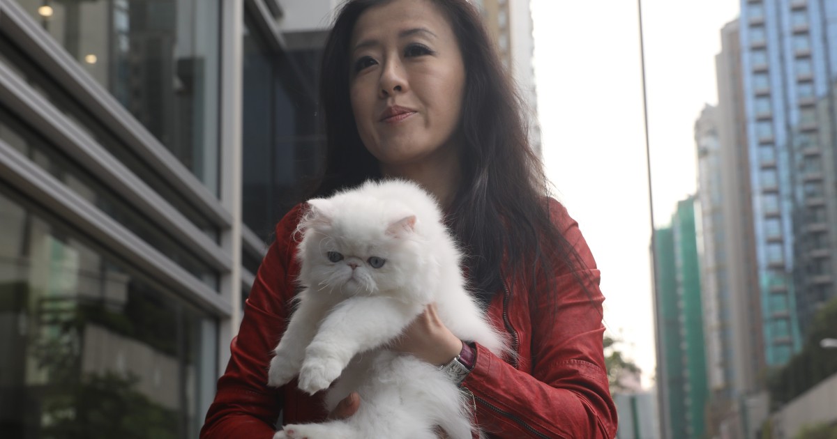 Taiwanese Cat Breeder Who Says Her Persian Kittens Were Stolen And
