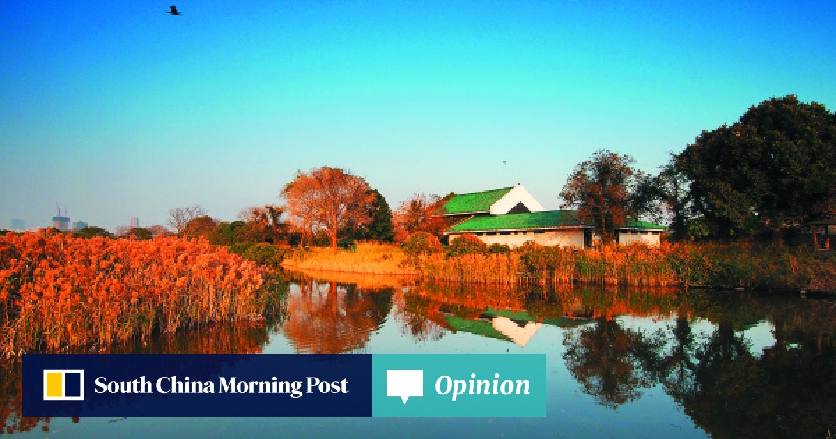 Signs Of Spring In Urban Wetland Little >> Birdwatching In The Wetlands And Marshes Of Deep Bay South China Signs Of Spring In Urban Wetland Little >> Birdwatching In The Wetlands And Marshes Of Deep Bay South China