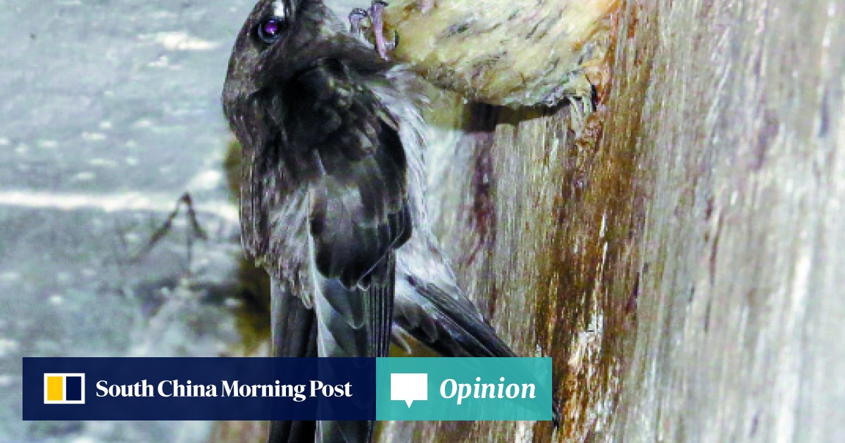 Home Tweet Home South China Morning Post