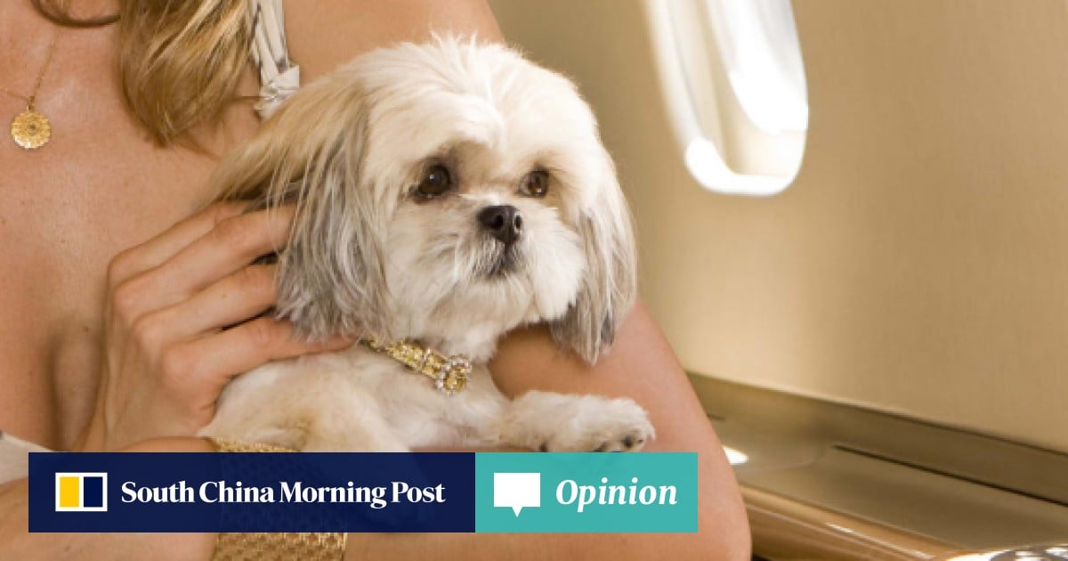 What To Do With Your Furry Friends When You Re Away From Hong Kong