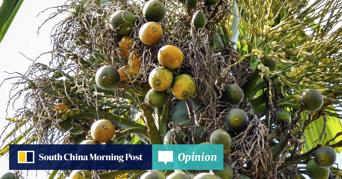 Penang: island of the areca nut palm, literally | South China Morning Post
