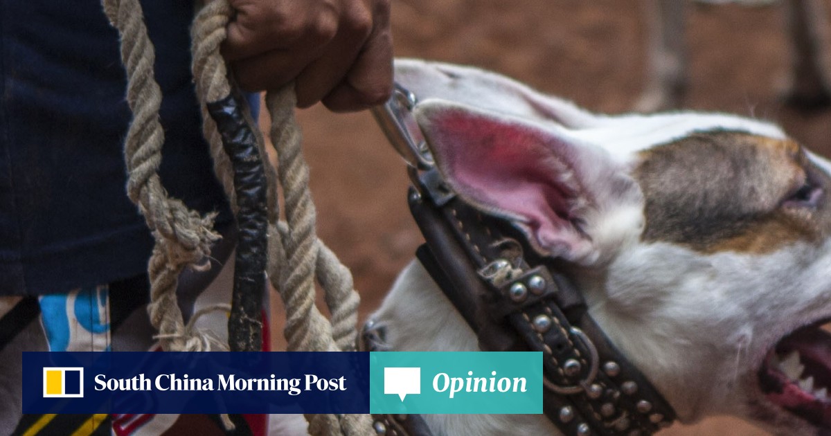 the dogs fighting wild boars in illegal