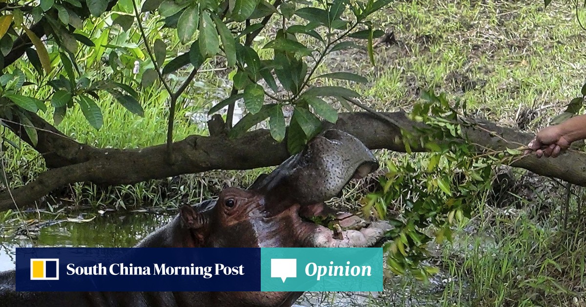 Hippo On The Loose In Swampy Southern Mexico State