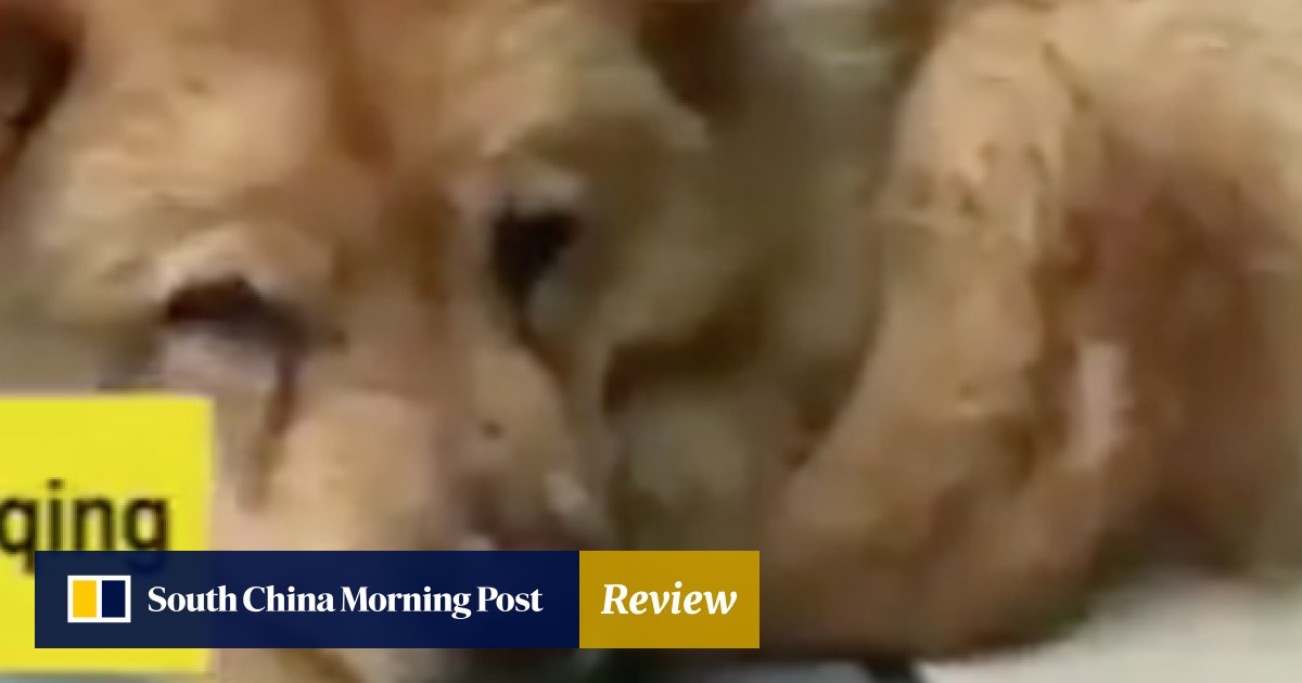 talking dog and bacon
