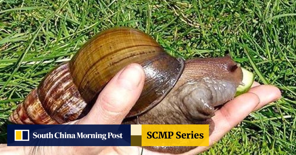 Many Chinese Disappointed Giant Snails Can T Be Eaten South China Morning Post Large bamboo shrimp (atyopsis spinipes) aka singapore flower shrimp. many chinese disappointed giant snails