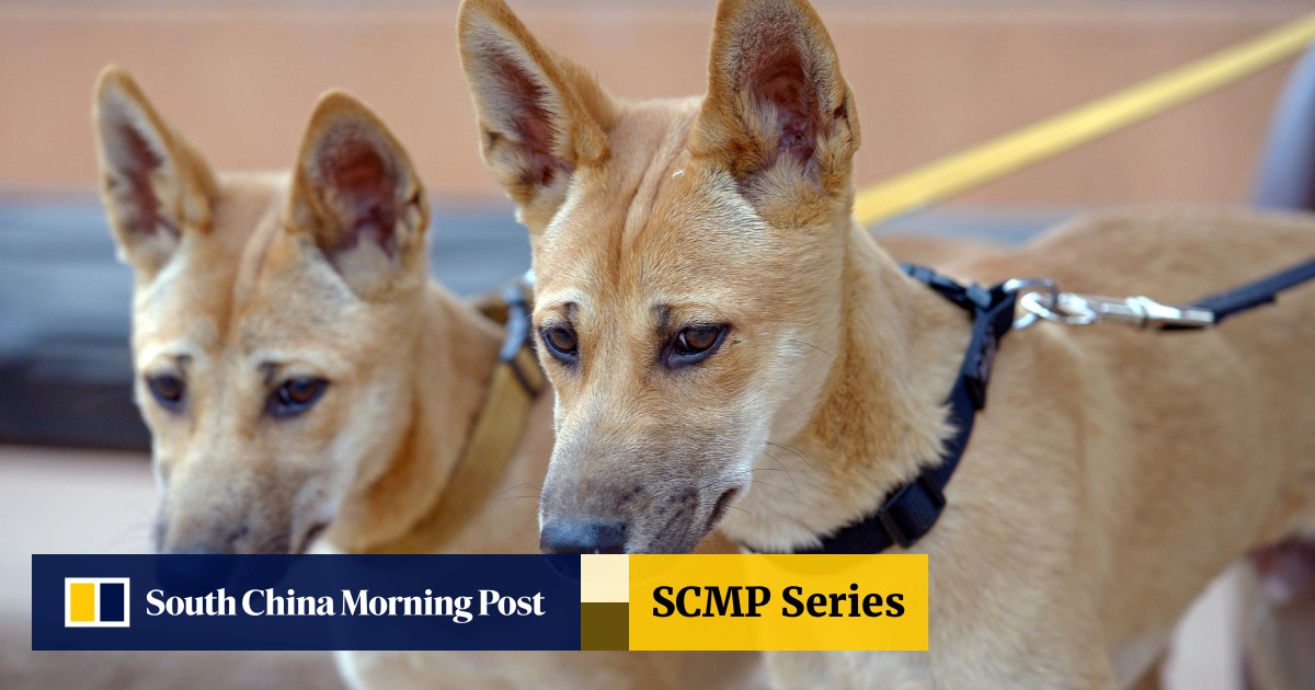 Australian Dingoes Are On The Brink Of Extinction Expert Warns South China Morning Post
