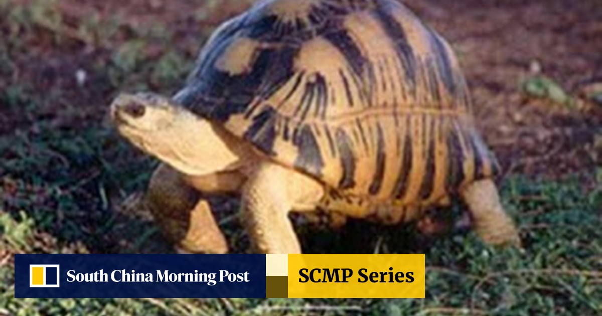 Egyptian Pair Must Shell Out Fines For Trying To Import Rare Tortoises South China Morning Post