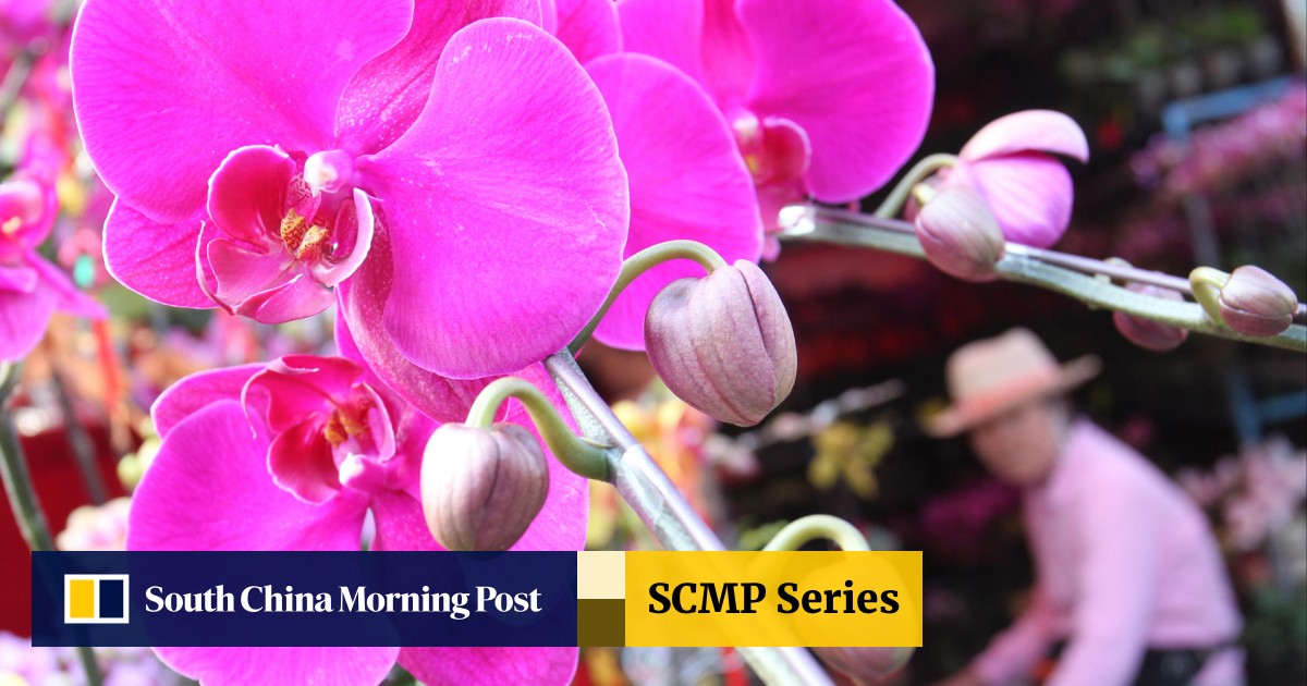 Wild Orchids Spotted On Sale In Mong Kok Despite Legal Protection For Endangered Plants South China Morning Post