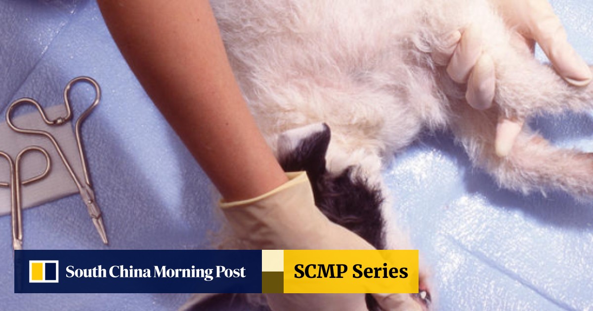 Seven Tips To Help Pets Recover From Desexing South China Morning Post