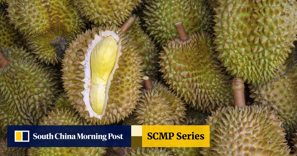 Durians Pack A Nutritional Punch But They Are Fattening South China Morning Post