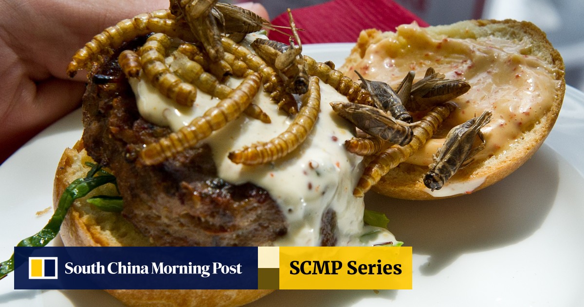 Are Crickets The New Lobster The Case For Eating Insects South China Morning Post