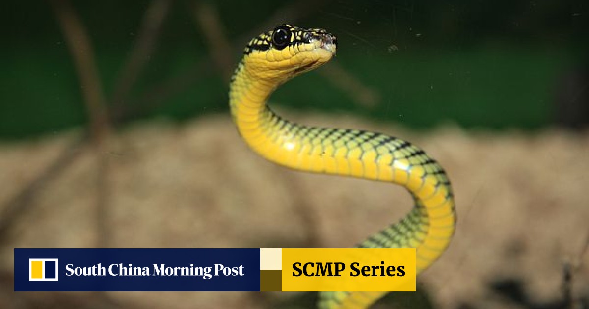 A Spotter S Guide To Hong Kong S Five Most Common Snakes South China Morning Post