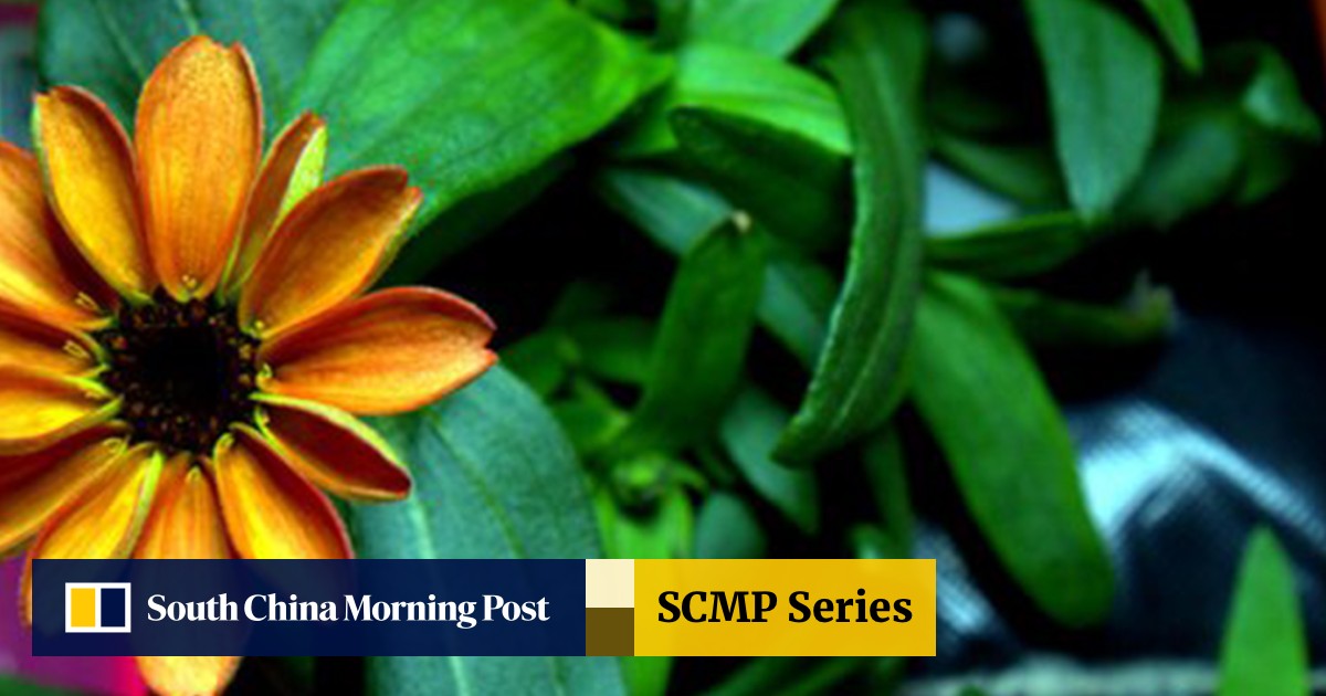 First flower in space blooms aboard International Space Station | South China Morning Post