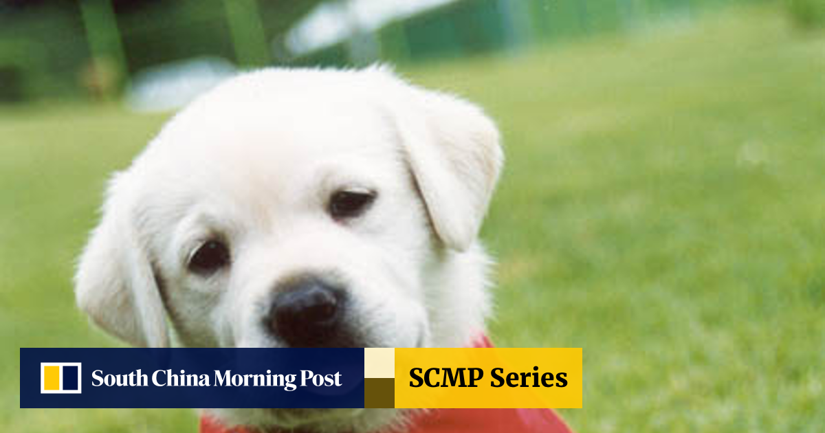 Secondhand Smoking Can Kill Your Pet South China Morning Post