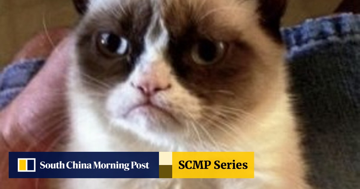 Grumpy Cat Wins Us 710 000 Court Payout Cat Still Haz No Lols South China Morning Post