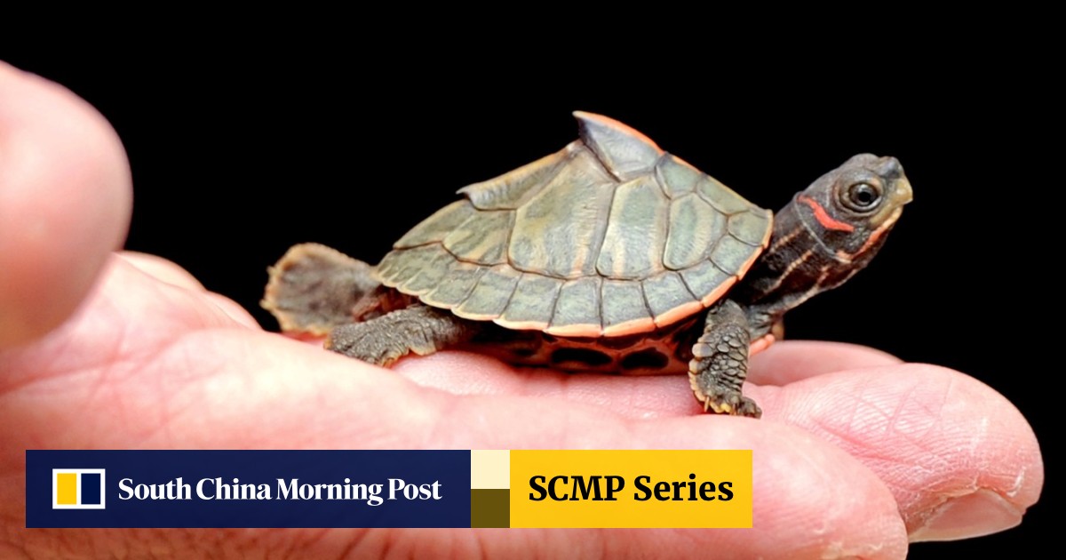 Man Pleads Guilty To Smuggling Tiny Turtles Between Us And Hong Kong Disguised In Candy Wrappers South China Morning Post