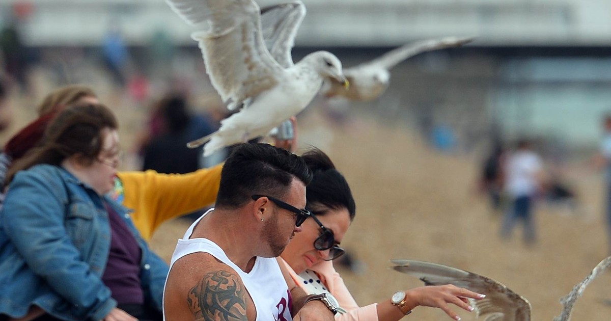 Squark Seagull Terrorists Ambush British Holidaymakers For